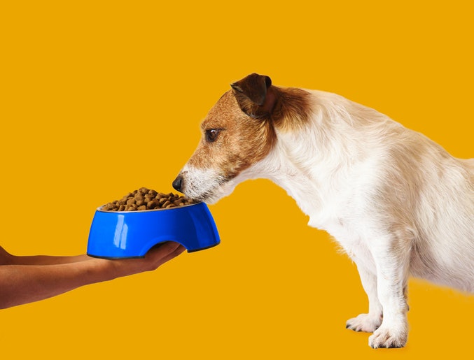 How to Introduce New Dog Food Brand or Variant to Your Dog