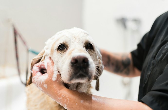 Notice Your Dog Scratching More Than Usual? It May Be Ticks or Fleas, Not Dryness