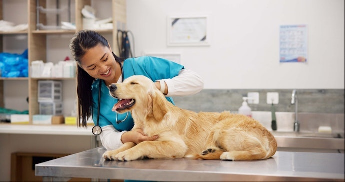 Identify Allergies and Intolerances With a Veterinarian's Help