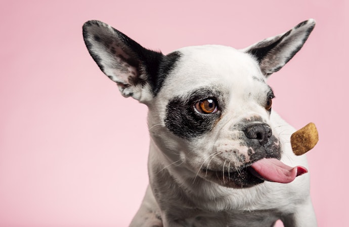 Remember to Consult a Veterinarian if Your Pet Has Allergies or Dietary Restrictions