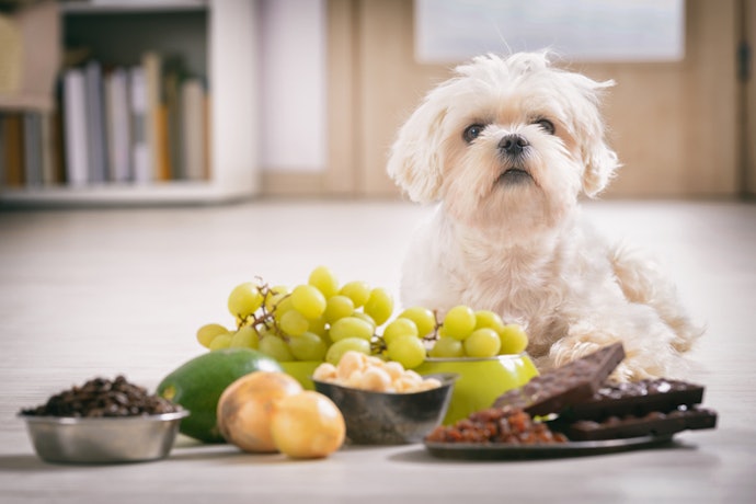 What Not to Feed Dogs