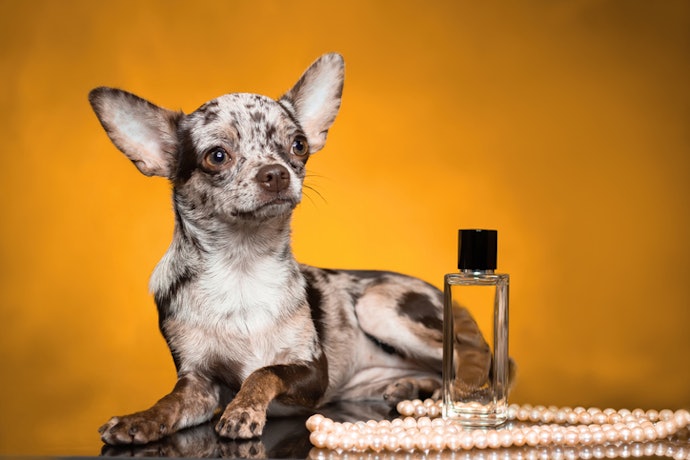 Can You Use Human Colognes for Dogs?
