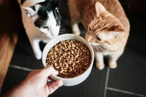 What’s the Difference Between Dry and Wet Cat Food?