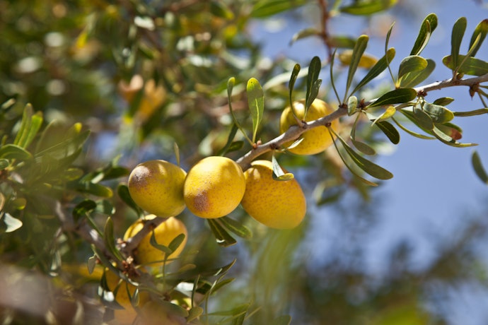 What is Argan Oil?