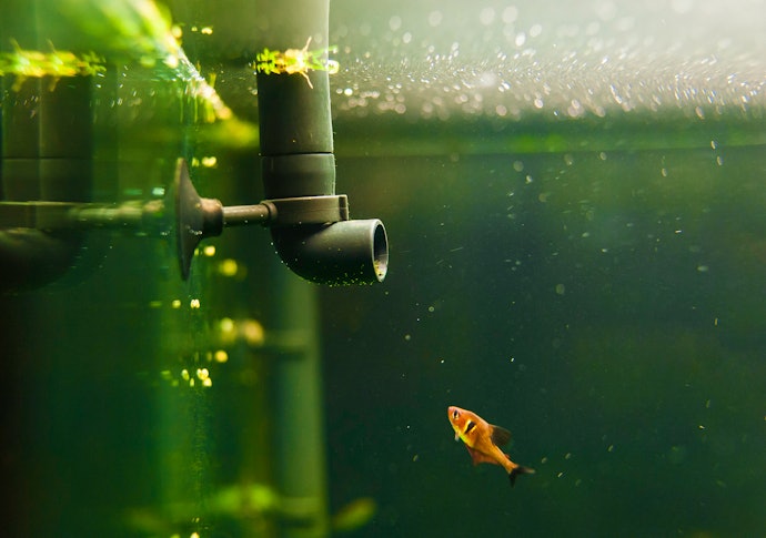 Why Aquarium Tanks Need Reliable Pumps