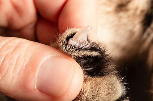 Why is Regular Nail Trimming Essential for Your Cat's Health?