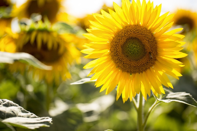 What Are the Benefits of Sunflower Oil?