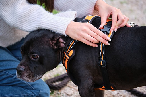 How to Choose a Properly Fitted Harness?