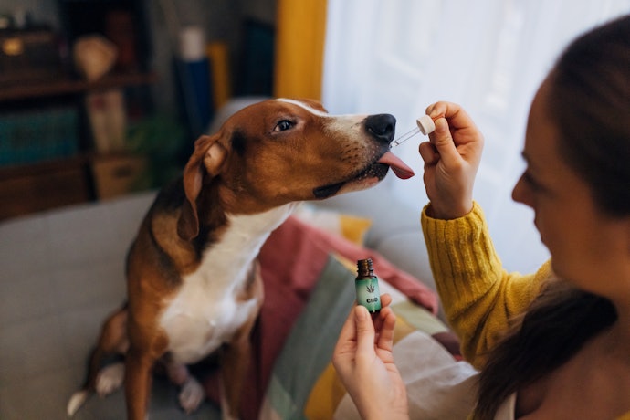 Are Dog Vitamins Necessary?