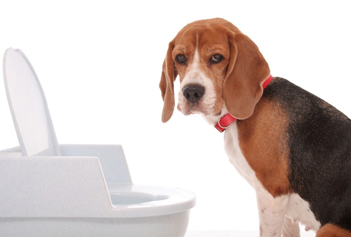 Understand the Severity of Diarrhea Before Buying Anything