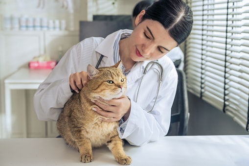 Consult Your Vet to Help You Choose Safe and Effective Supplements for Your Cat