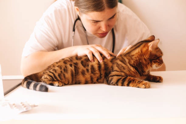 What You Need to Know Before Using Cat Flea Treatment