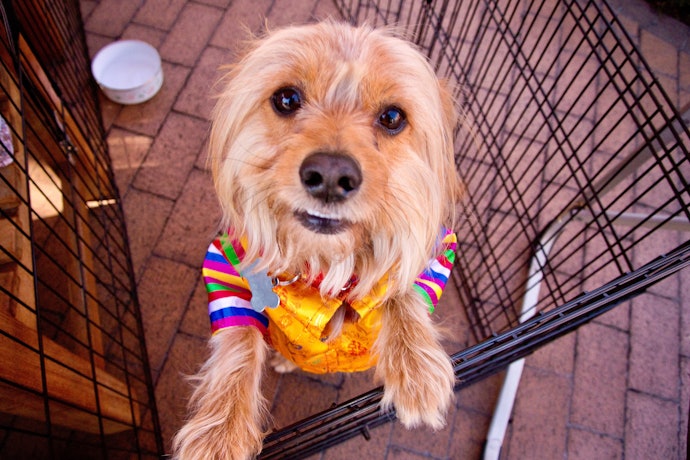 Benefits of Using a Playpen for Your Dog