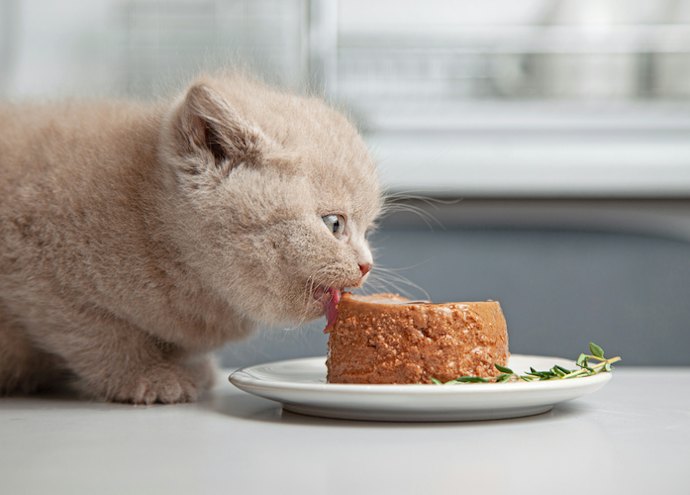 Why Should You Choose Wet Cat Food for Your Pet?