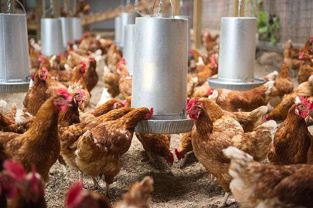 Why Choosing the Right Chicken Feed Matters for Your Flock’s Health and Productivity