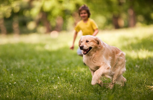 The Importance of Proper Nutrition for Your Golden Retriever