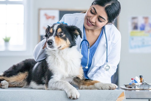 Consult Your Vet to Check if Your Dog Has Specific Needs