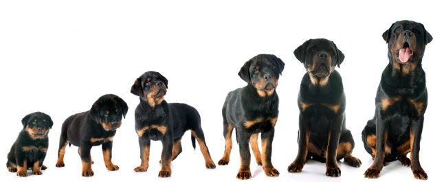 Consider Your Dog's Life Stage When Choosing Dog Food