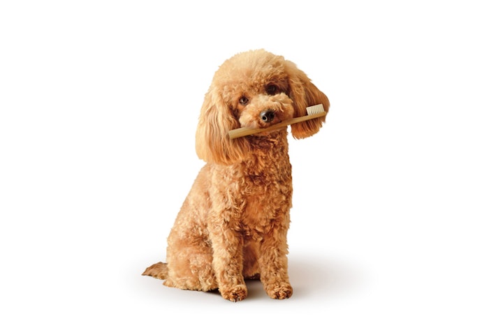 Should You Really Brush Your Dog's Teeth?