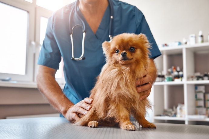 Consult Your Veterinarian Before Starting Probiotics