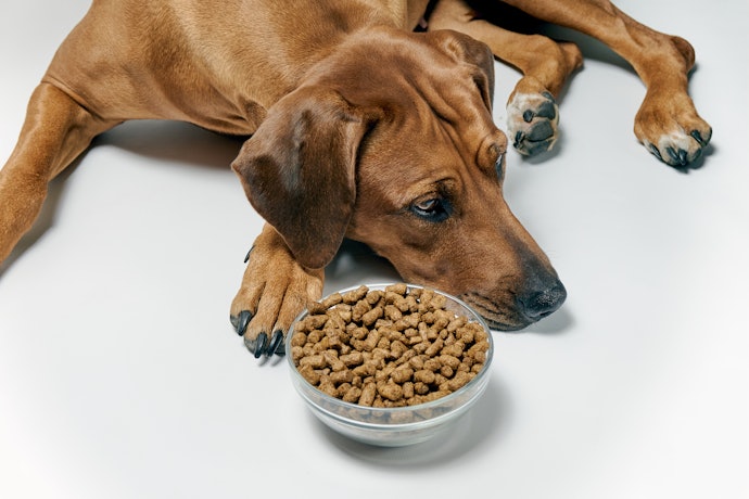 Why Is My Dog a Picky Eater?