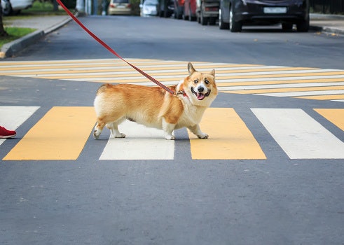 Why Use a Dog Leash?