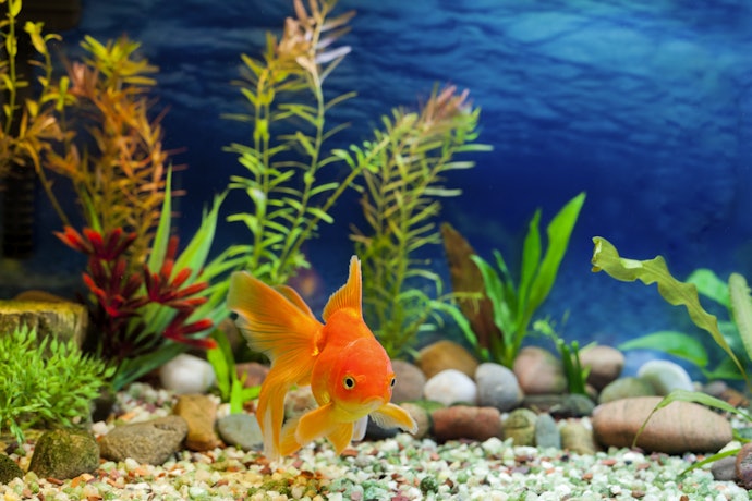 Understanding the Difference: Pumps vs Filters in Your Aquarium