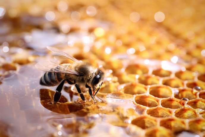 What Benefits Can Propolis Offer for Skin and Wellness?