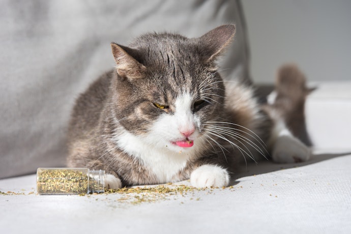 What’s the Difference Between Cat Grass and Catnip?