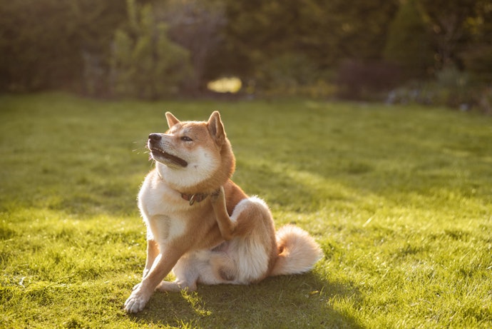 What Are the Common Food Allergies in Dogs?