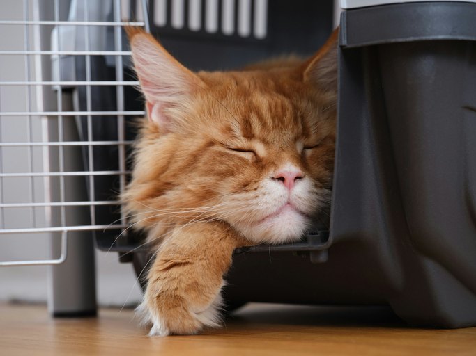What Are the Benefits of a Cat Cage?