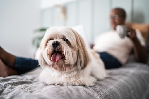 Why Do Shih Tzus Need Special Dog Food?