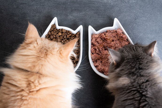 What’s the Difference Between Dry and Wet Cat Food?