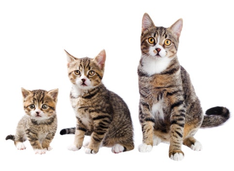 Consider Your Cat's Life Stage and Development