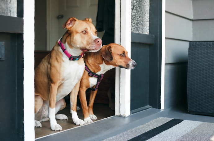 How Do Dog Harnesses Compare to Collars in Terms of Control, Comfort, and Safety?