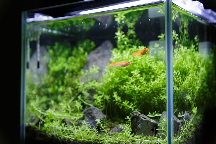 Pumps vs. Filters: What’s the Difference?