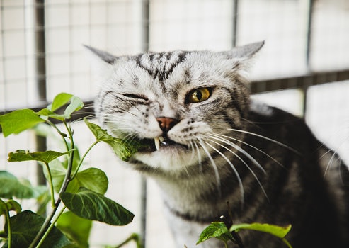 If You Have Children and Pets Around the House, Choose a Non-toxic Plant