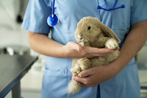 Know Your Rabbit’s Health Condition to Know if It Requires a Specific Diet