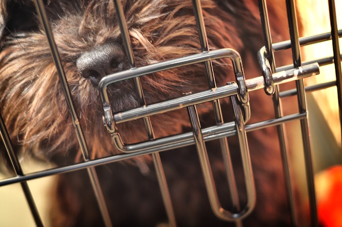 Select a Cage With a Sturdy Locking Mechanism