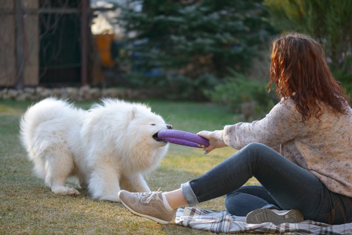 Make Sure That Its Size Is Suitable for Your Dog