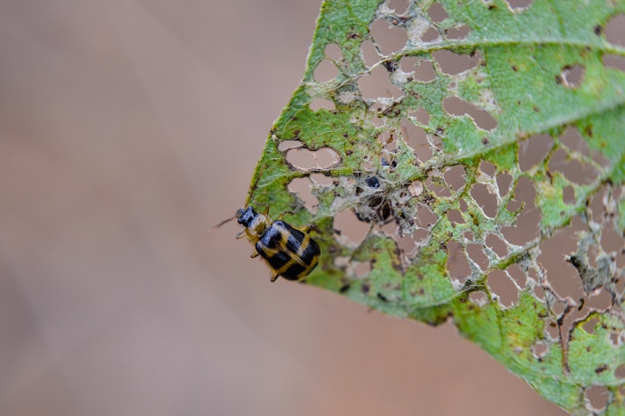 Identify the Type of Pest You Plan to Target
