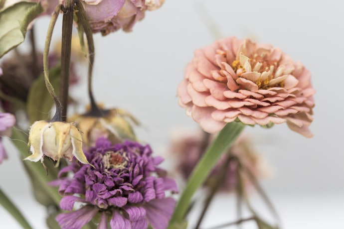 Consider Longevity - Avoid Flowers With Dark Ends and Brown Spots