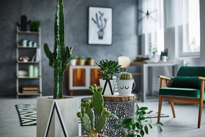 Choose a Succulent Based on Your Available Space