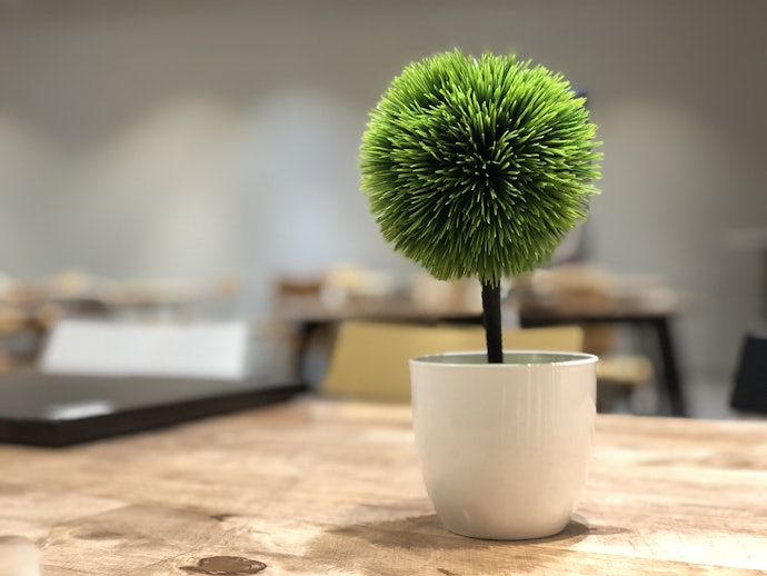 Consider the Plant Size Suitable for the Area