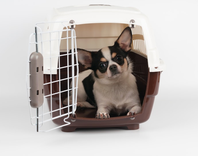 Get One That Matches Your Dog's Size