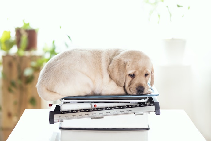 Choose a Carrier Appropriate for Your Pet's Size