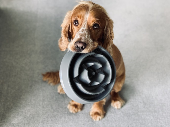Choose a Difficulty Level That Matches Your Dog’s Breed and Personality