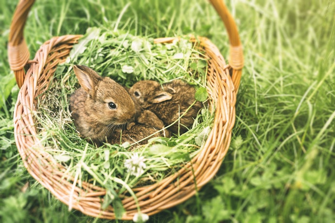 Consider Your Rabbit’s Age to Get One That Matches Its Needs