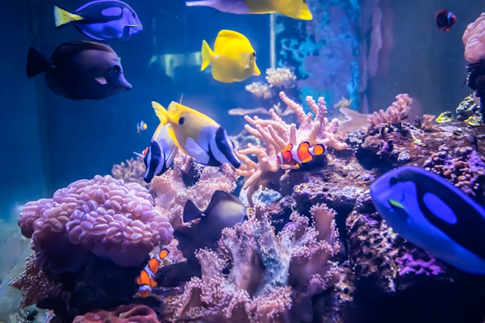 Select Decor Based on the Color and Type of Your Fish