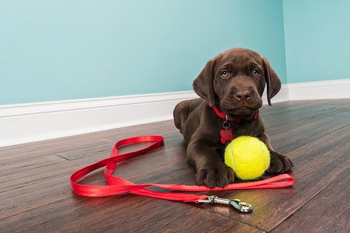 Go for a Length That Matches Your Dog’s Training